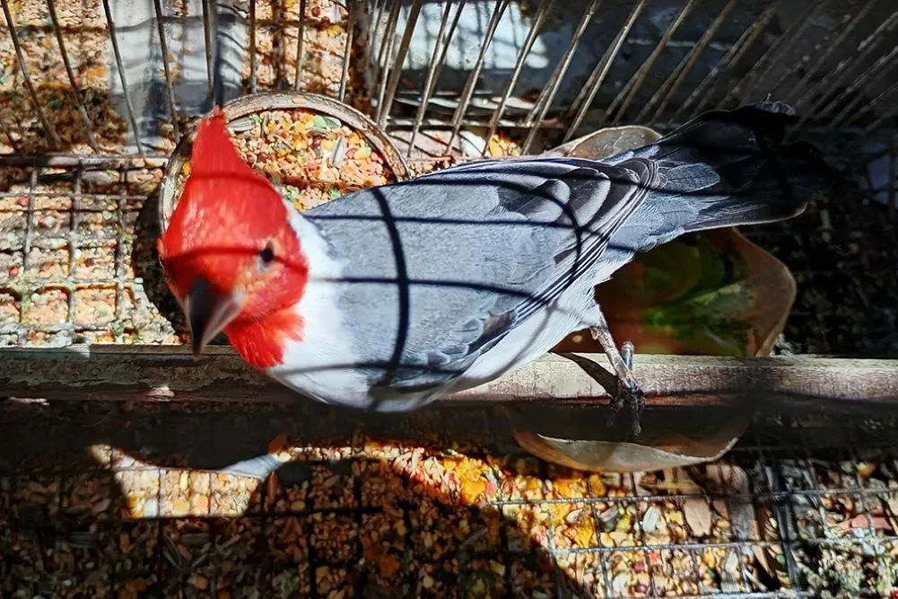 policia ambiental rescate de aves by prensa.cba