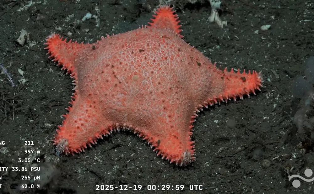 otra estrella culona