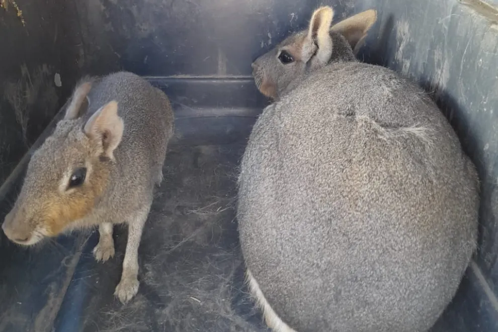 Fauna silvestre rescatada por Policía Ambiental en Cruz del Eje (Gobierno de Córdoba) 1