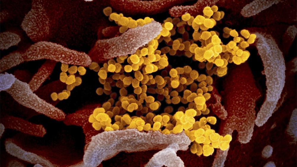 coronavirus