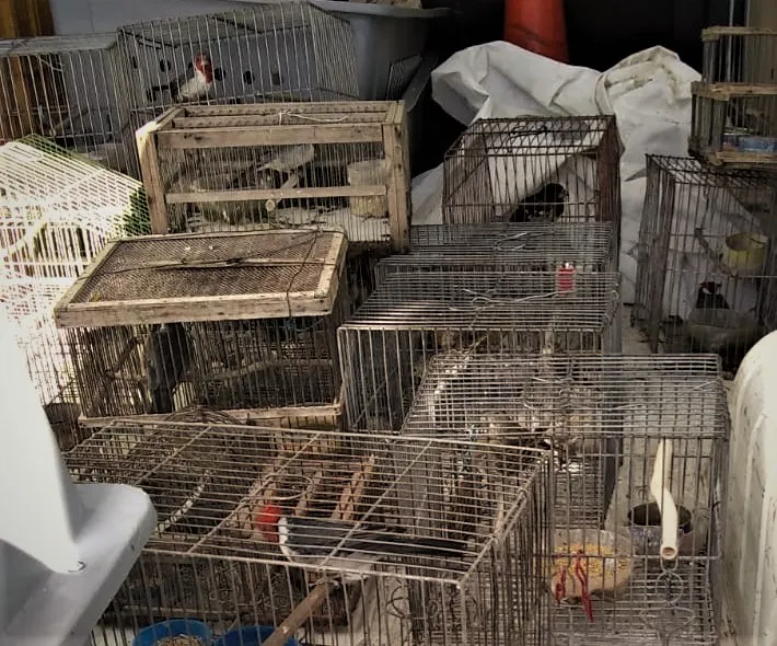 Rescate de aves en Pampayasta Sud