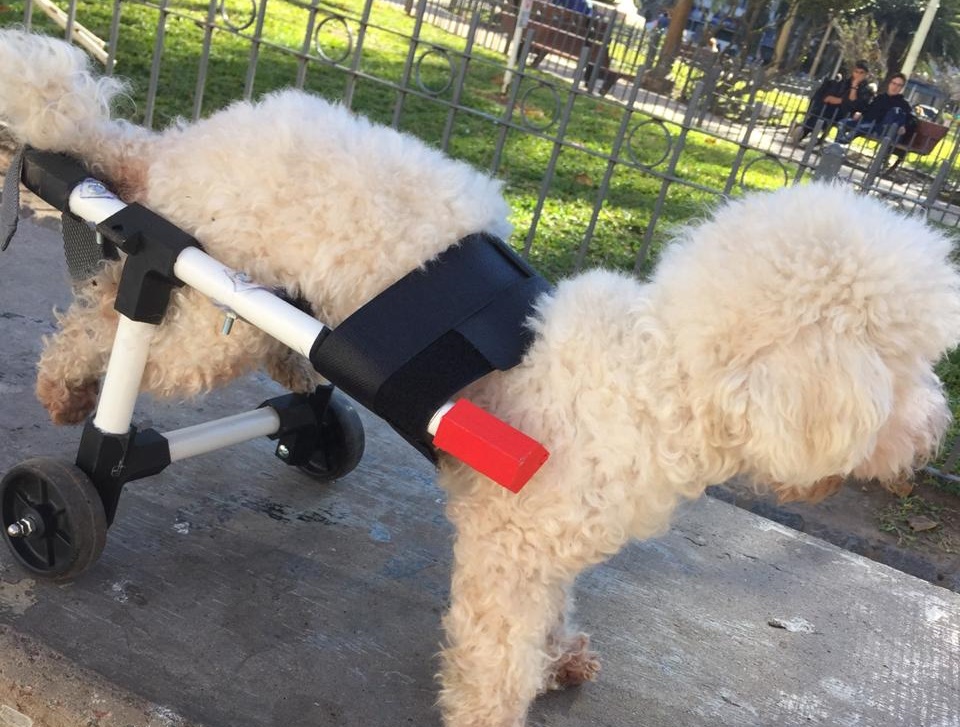Conocé el proyecto Masque4patas: carritos para animales discapacitados