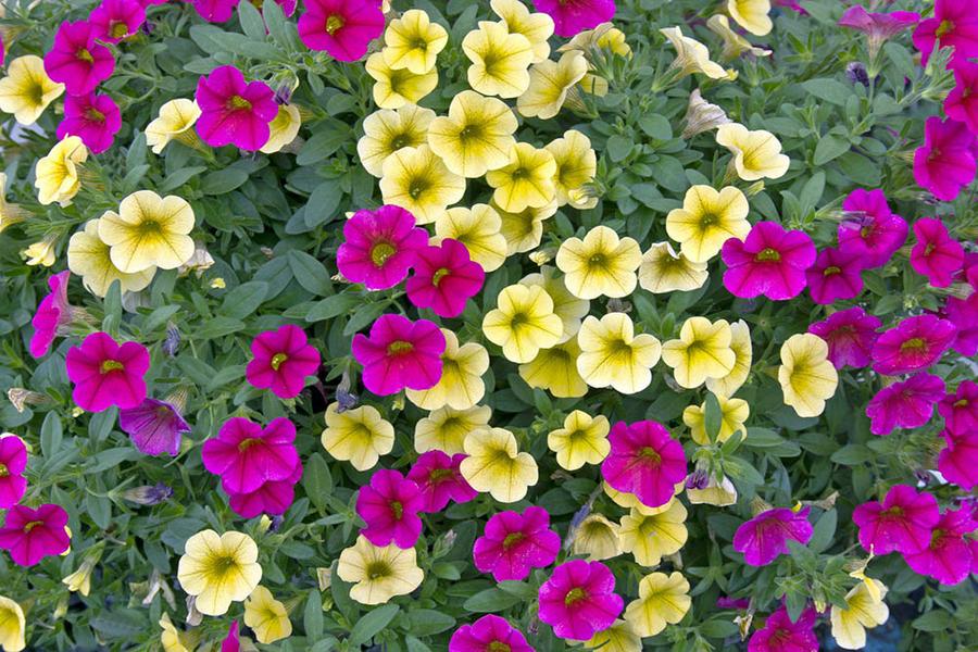calibrachoa