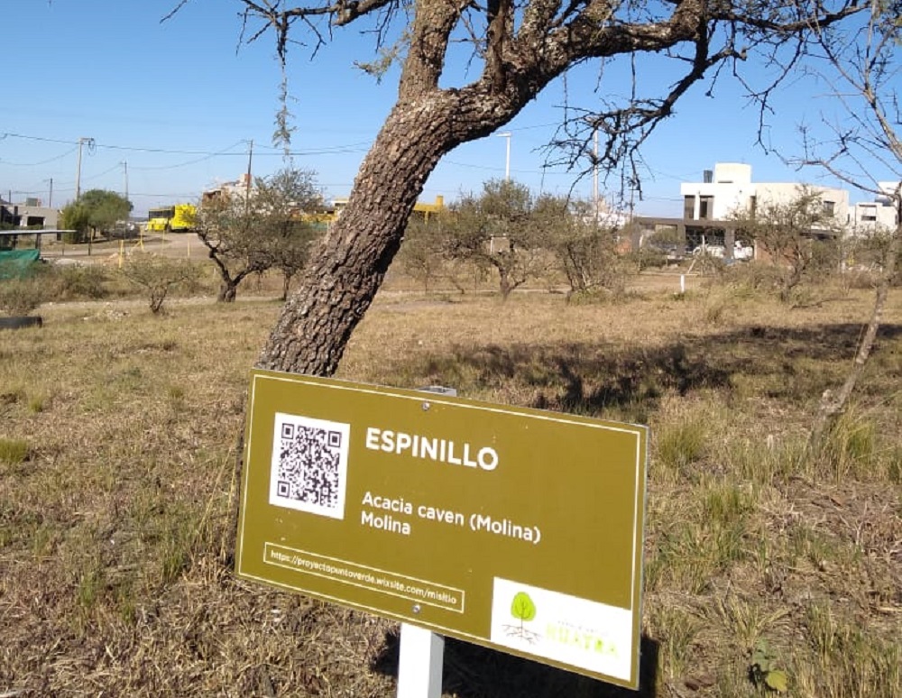 Árbol autóctono Malagueño