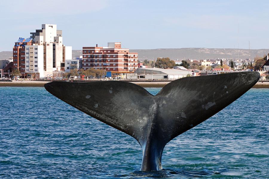Madryn00004
