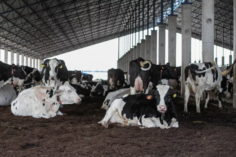 Vacas by Télam