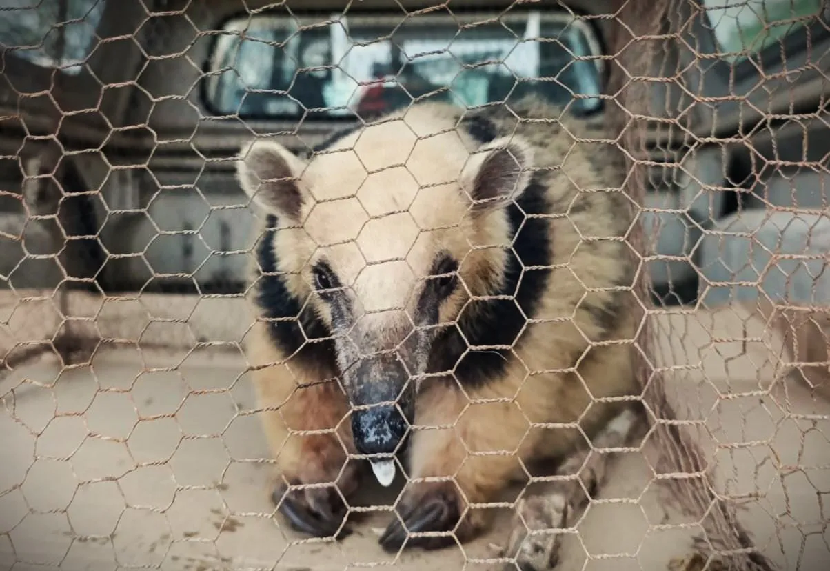 Oso melero rescatado (Policía)