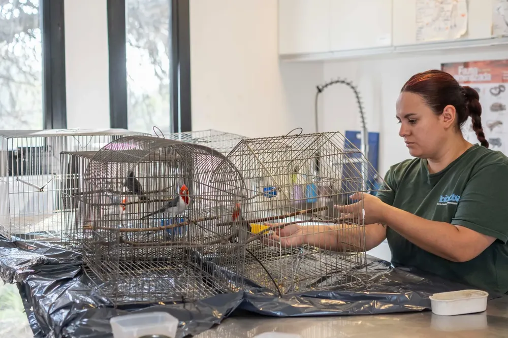 Liberación de aves del Ente Municipal BioCórdoba (Municipalidad de Córdoba) 2