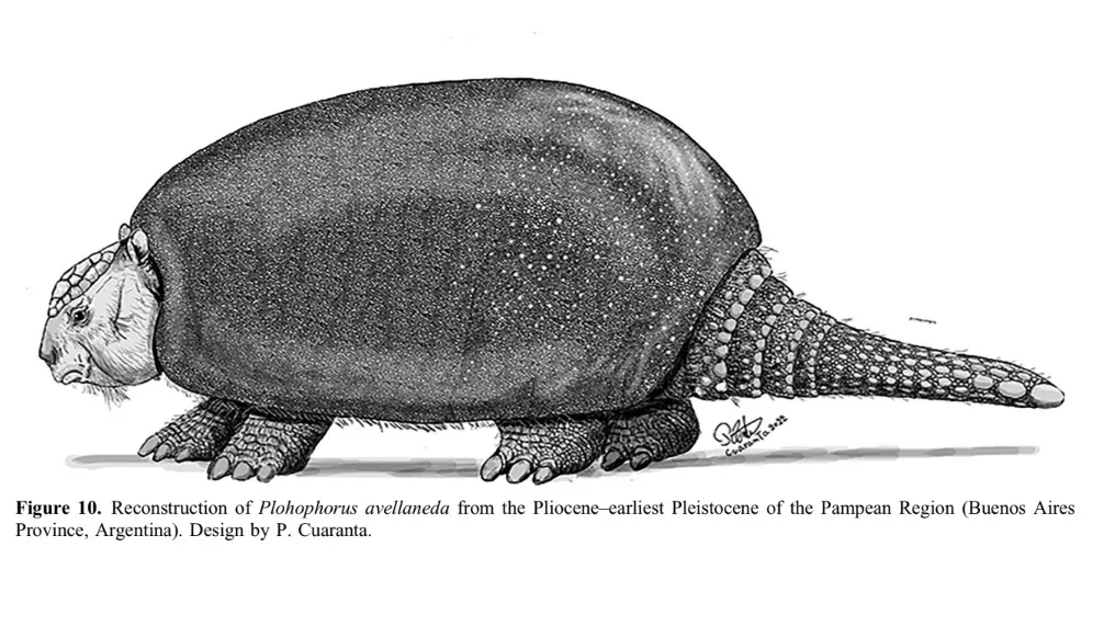 Gliptodonte plophorus (Conicet) (2)