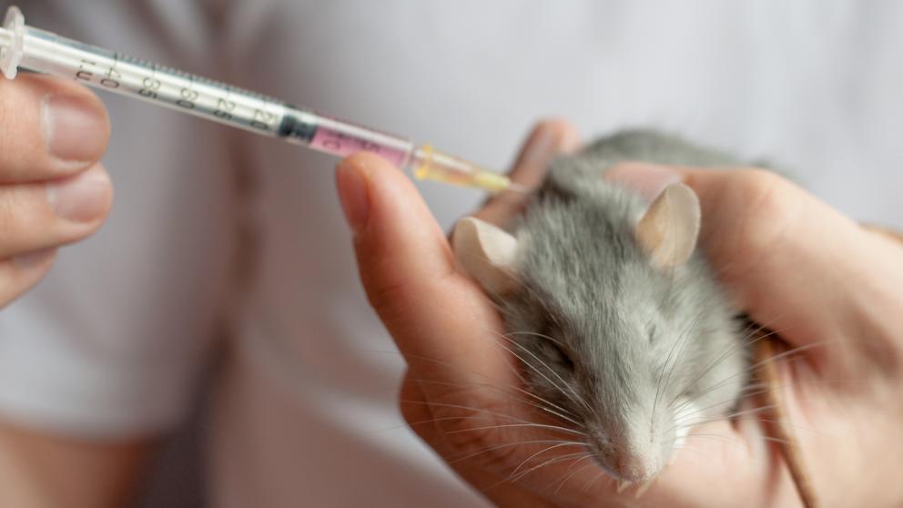 cáncer ratones