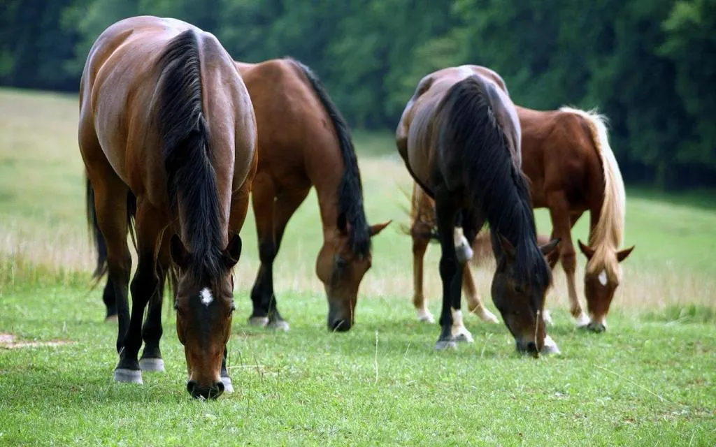 Caballos (Gobierno de Entre Ríos)