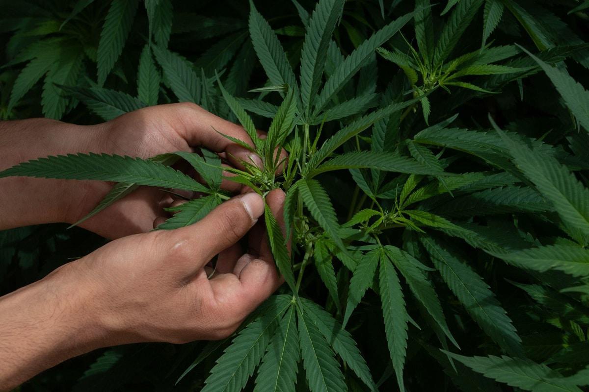 Cannabis medicial by 24 horas
