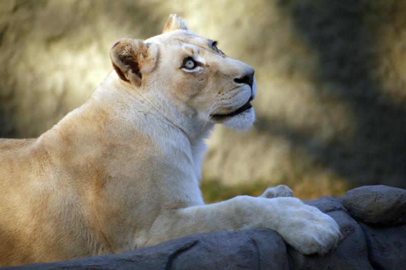 ZOO15