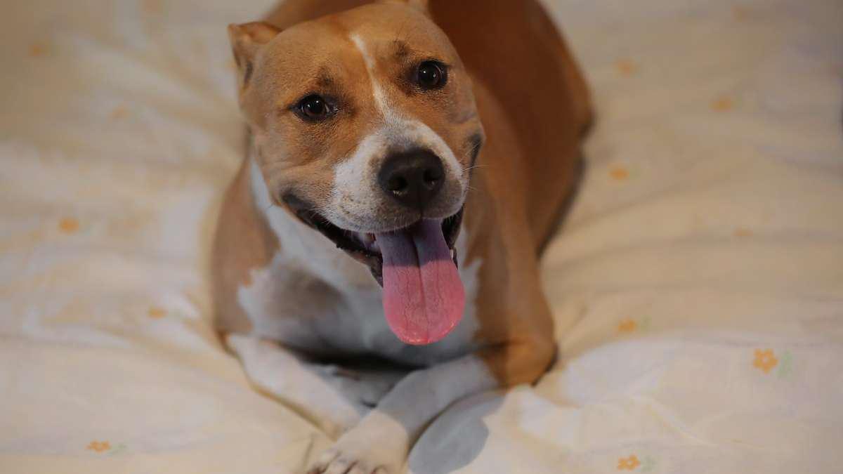 Perro mascota