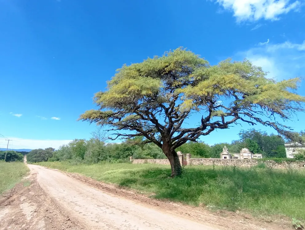camino de las maravillas