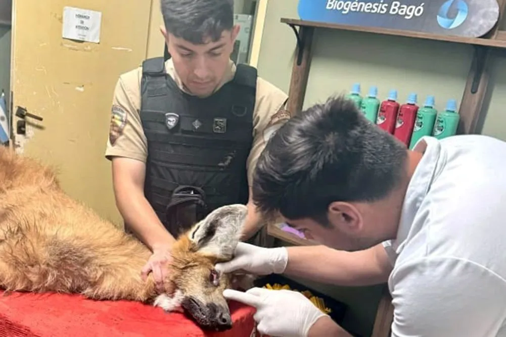 rescate de animales patrulla ambiental prensa.cba