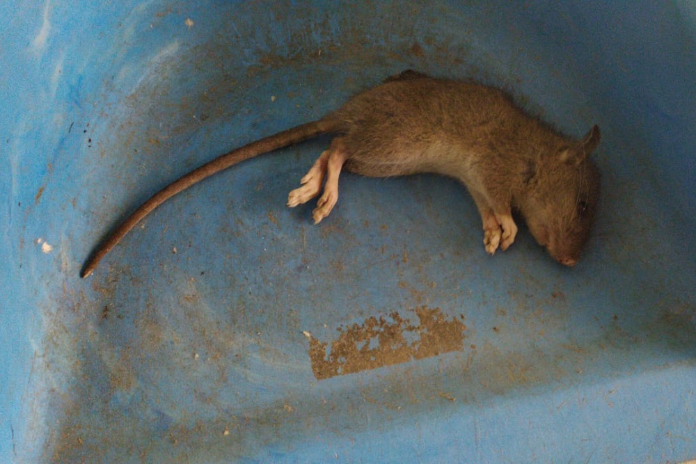 Ratas DEM by gentileza