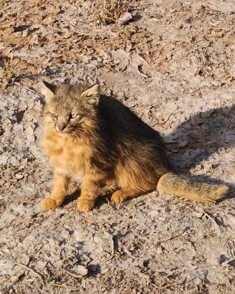 Fauna amenazada 2