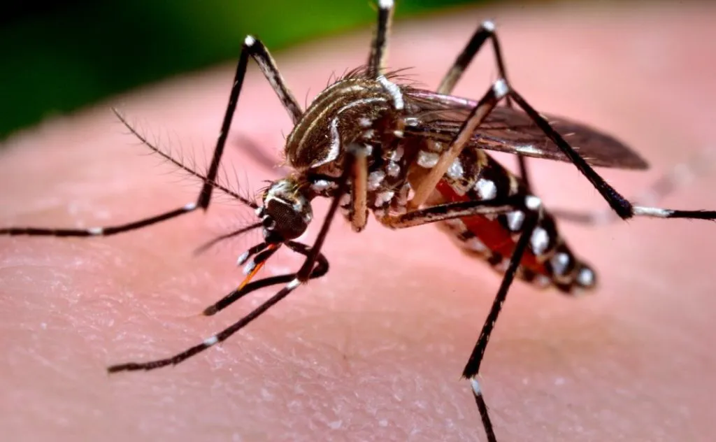 dengue by gob de córdoba