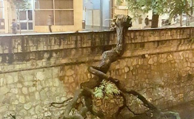 arbol_cae_a_la_canada_1