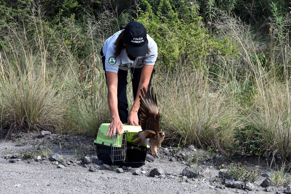 Liberación de fauna autóctona (Gobierno de Córdoba)