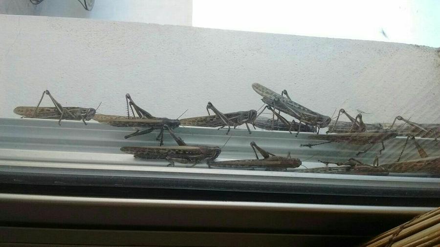 invasión langostas