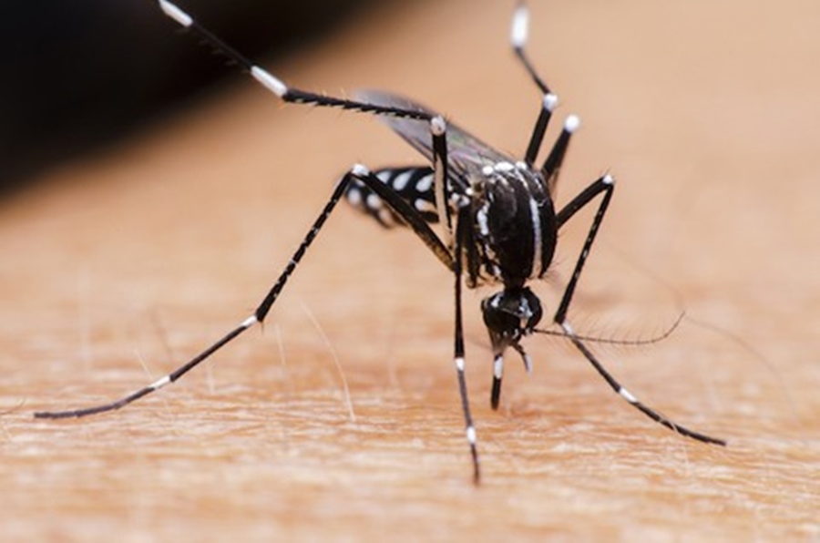 dengue 4