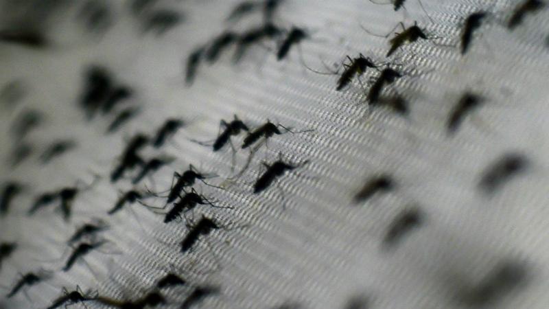 Mosquito Dengue