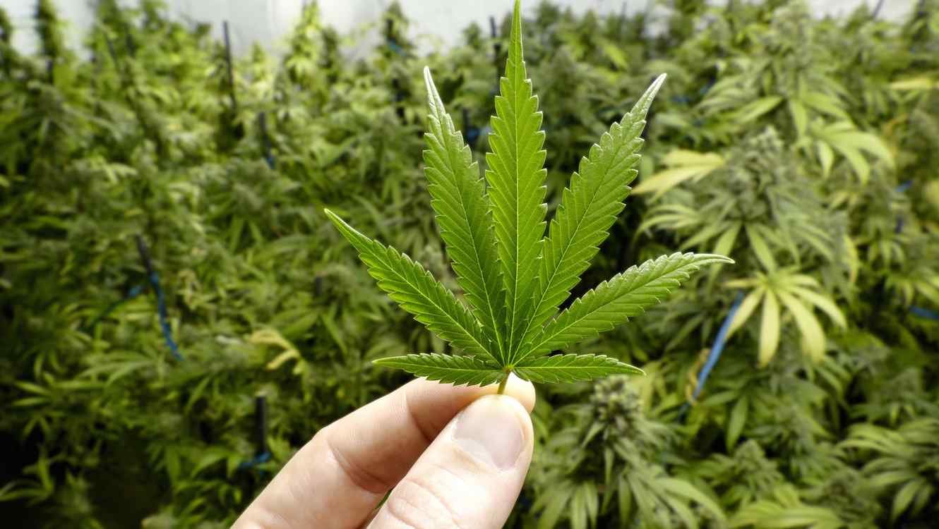 cannabis 1