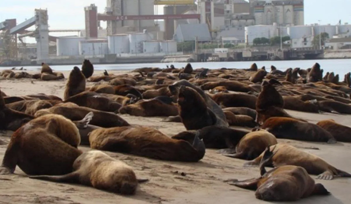 @noticias de necochea lobos marinos gripe aviar
