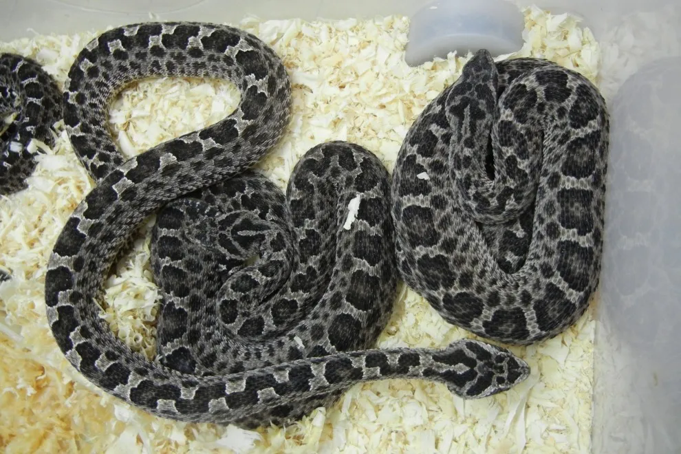 Serpiente (Gobierno de Córdoba)