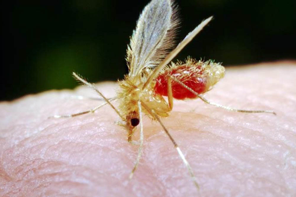 Mosquito Leishmaniasis