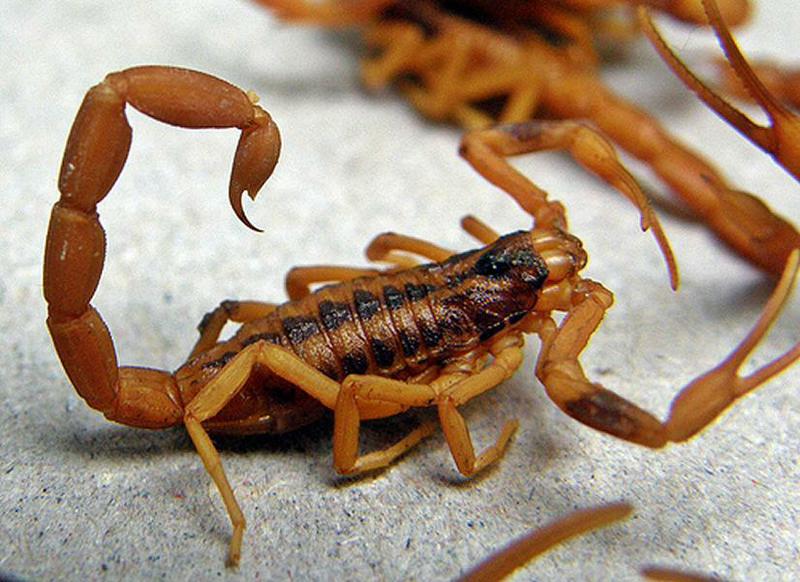 alacran