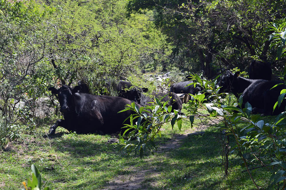 quebrachitos © Vanina Boco00010