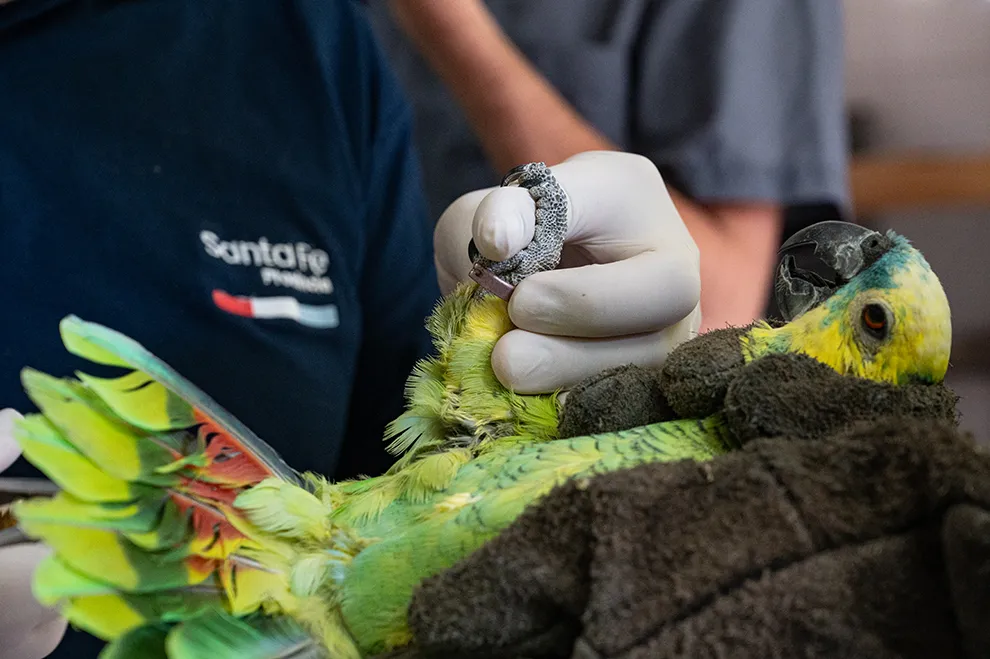 Rescate y conservación de loros (Gobierno de la Provincia de Córdoba) 2
