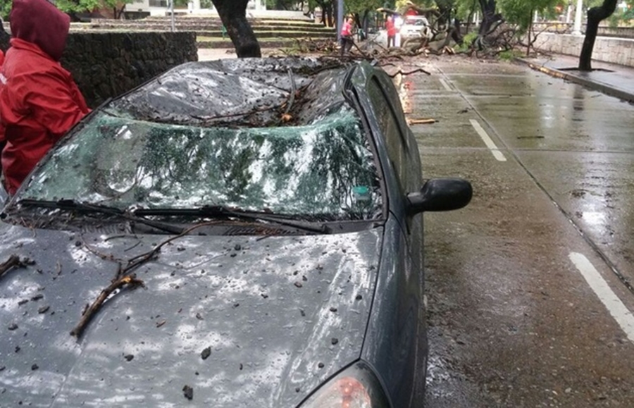 foto de fernando barrionuevo auto arbol