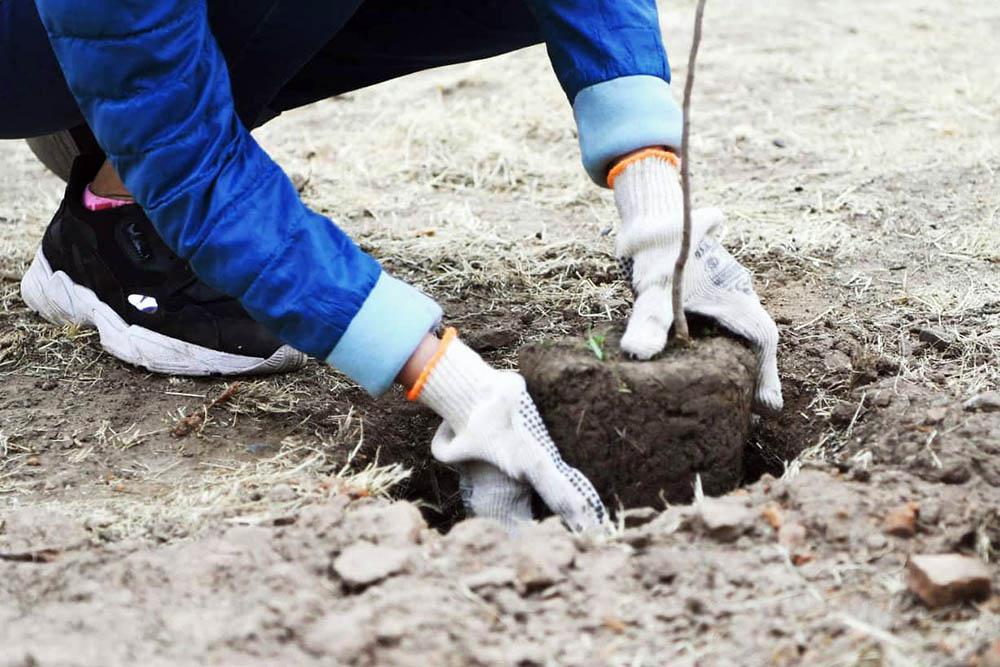 plantando 01 ©cordoba sustentable