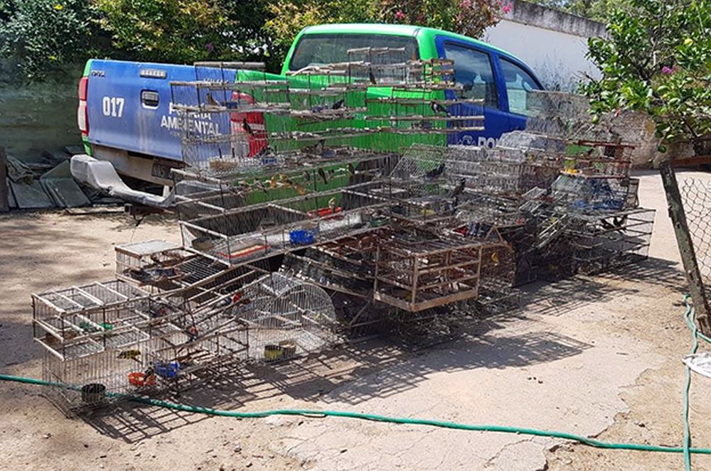 Policía Ambiental