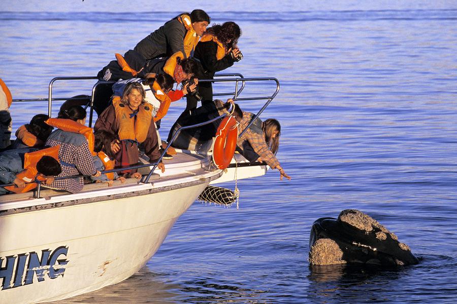 Madryn00006
