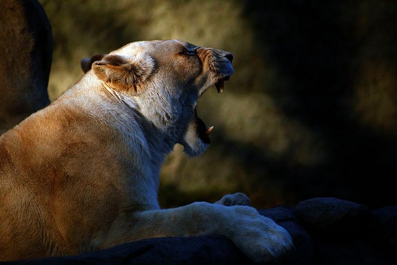 Zoo Cba_09