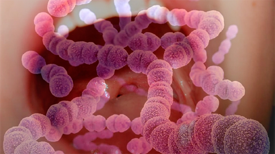 bacteria8