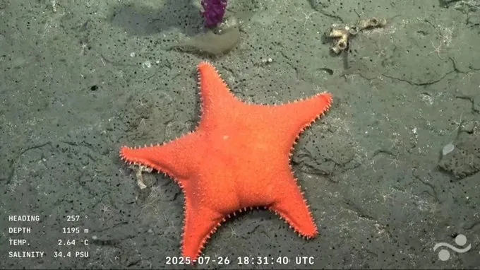 Estrella de mar Conicet