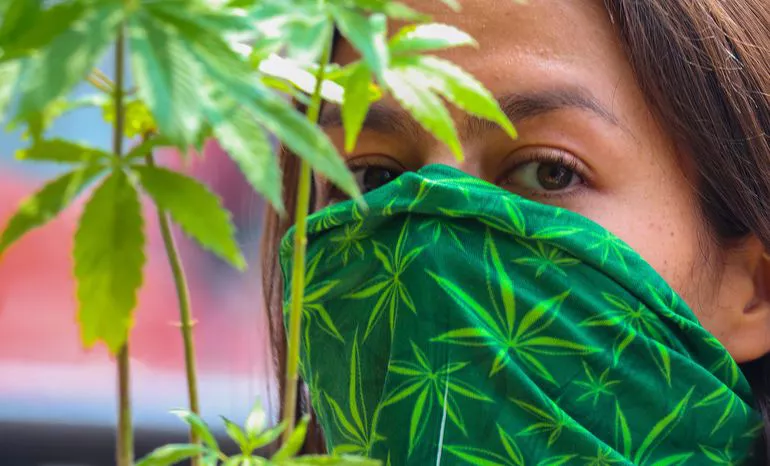 cannabis medicinal