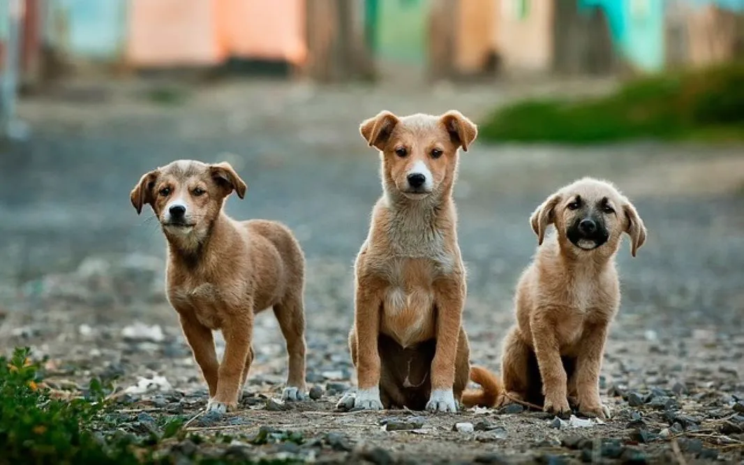 perros by IAABC