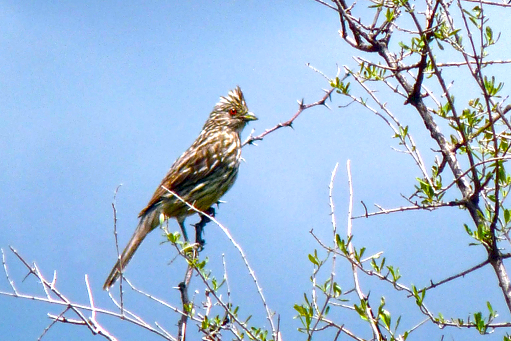 CORTARRAMAS HEMBRA