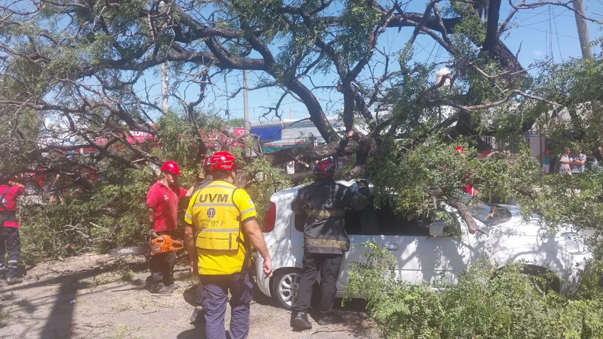 Arbol caido en Zumaran 1 Policia Cba