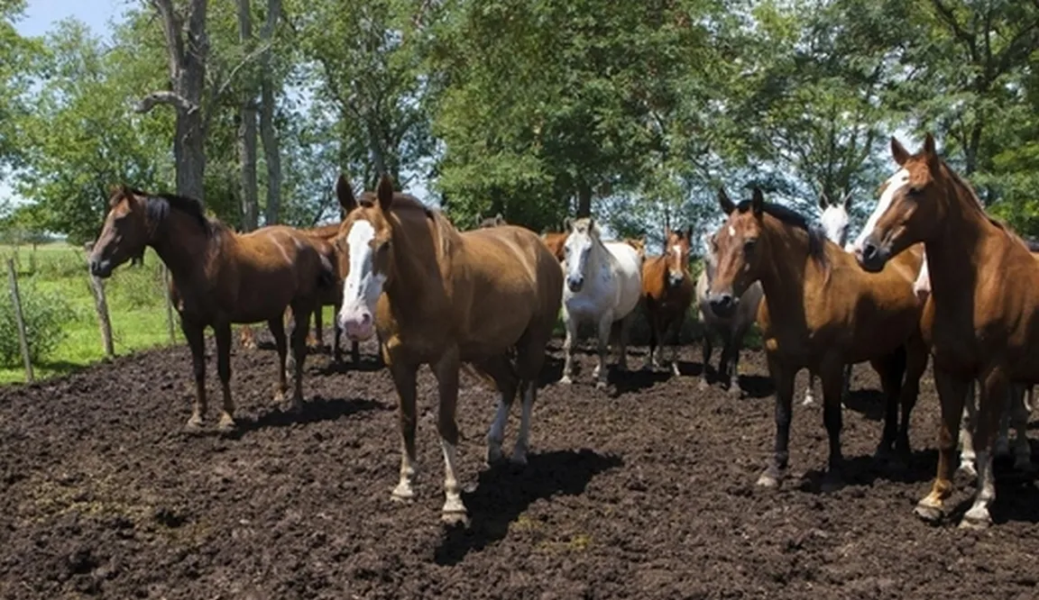 encefalomielitis equina senasa