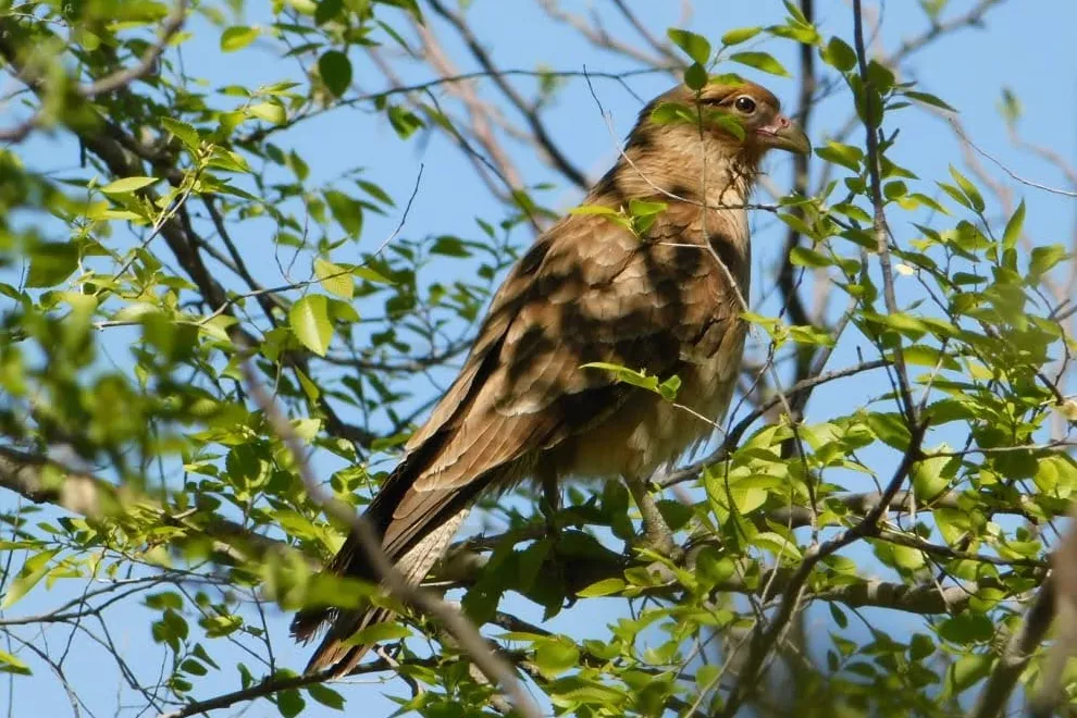 Fauna liberada en Río Cuarto (Policía Ambiental)