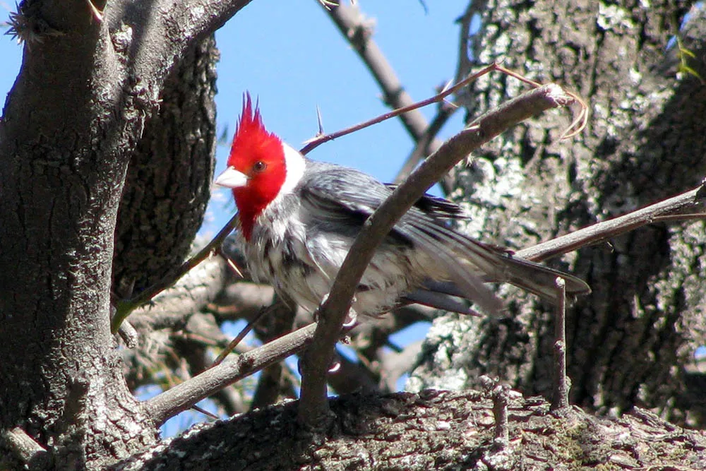 Cardenal comun