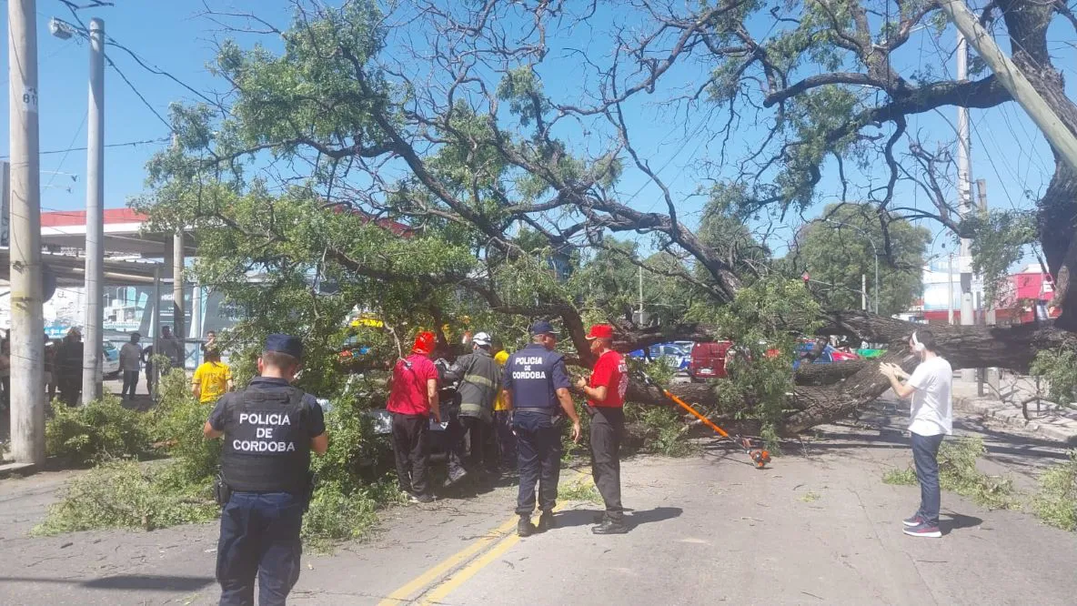 Arbol caido en Zumaran Policía de Cba